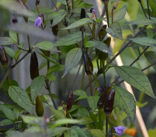 PEPPER Seeds, ZIMBABWE BLACK, Capsicum annuum, edible ornamental,fiery hot. - Caribbean garden seed