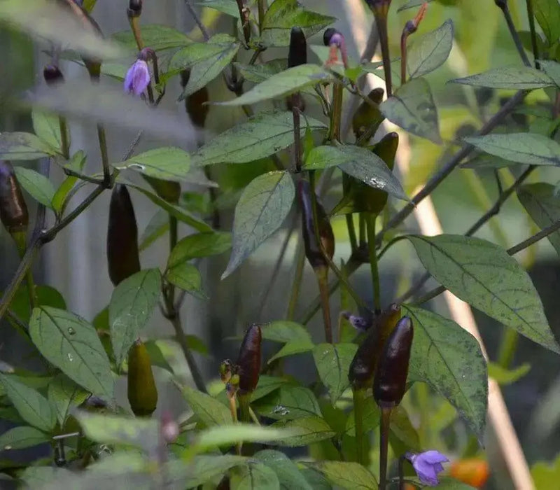 PEPPER Seeds, ZIMBABWE BLACK, Capsicum annuum, edible ornamental,fiery hot. - Caribbean garden seed