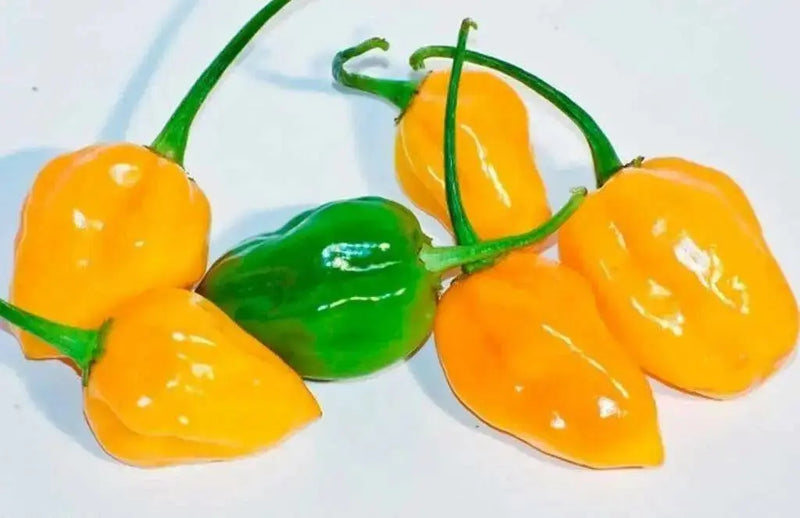 Peppers Seeds, Yellow habanero, ,Capsicum chinense - Caribbean garden seed