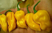 Peppers Seeds, Yellow habanero, ,Capsicum chinense - Caribbean garden seed