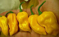 Peppers Seeds, Yellow habanero, ,Capsicum chinense - Caribbean garden seed