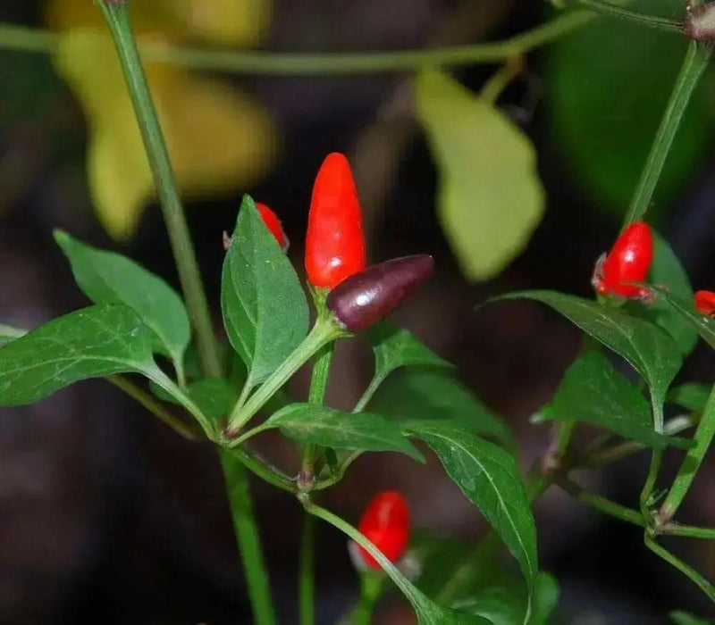 PEPPER Seeds, ZIMBABWE BLACK, Capsicum annuum, edible ornamental,fiery hot. - Caribbean garden seed