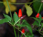 PEPPER Seeds, ZIMBABWE BLACK, Capsicum annuum, edible ornamental,fiery hot. - Caribbean garden seed