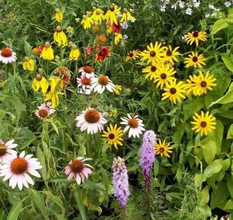 Perennial Wild Flower Seed Mix,(Mixtures for Special Uses) 1 oz  Covers approximately 225 square feet - Caribbean garden seed