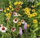 Perennial Wild Flower Seed Mix,(Mixtures for Special Uses) 1 oz  Covers approximately 225 square feet - Caribbean garden seed