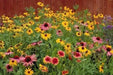 Perennial Wild Flower Seed Mix,(Mixtures for Special Uses) 1 oz  Covers approximately 225 square feet - Caribbean garden seed