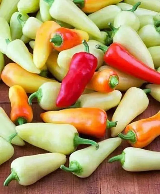 Pepper,Santa Fe Grande ,Capsicum annuum - Caribbean garden seed