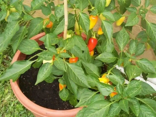 Pepper,Santa Fe Grande ,Capsicum annuum - Caribbean garden seed