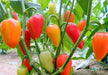 Pepper,Santa Fe Grande ,Capsicum annuum - Caribbean garden seed