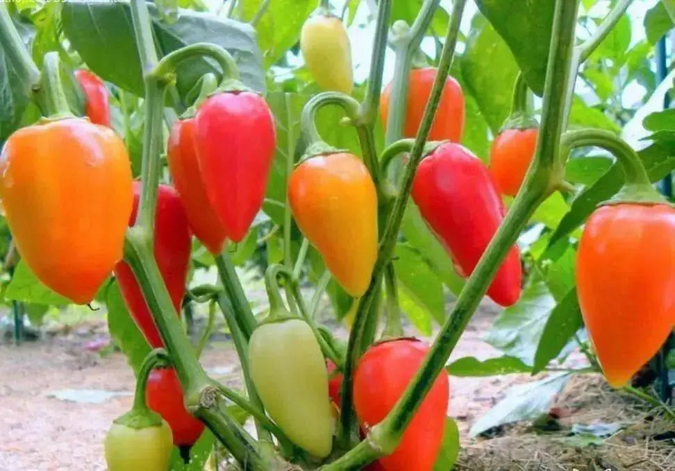 Pepper,Santa Fe Grande ,Capsicum annuum - Caribbean garden seed