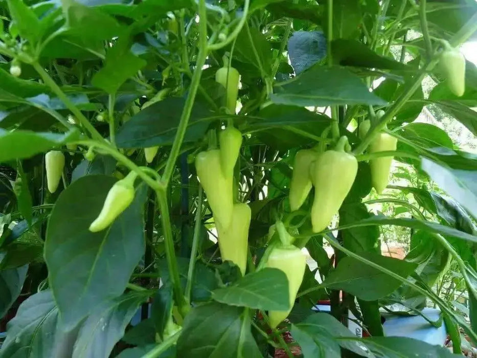 Pepper,Santa Fe Grande ,Capsicum annuum - Caribbean garden seed