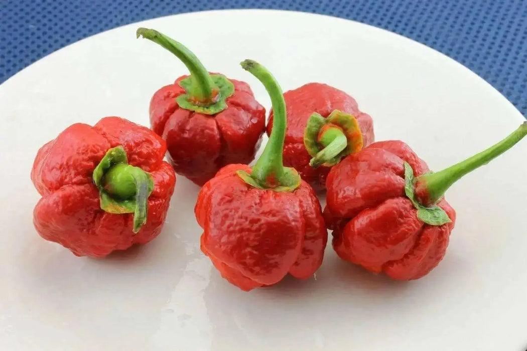 Pepper Seeds 7 Pod Bubblegum   ( Capsicum Chinense) Extremely hot - Caribbean garden seed