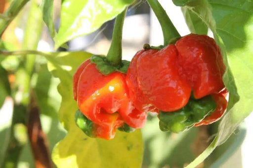 Pepper Seeds 7 Pod Bubblegum   ( Capsicum Chinense) Extremely hot - Caribbean garden seed