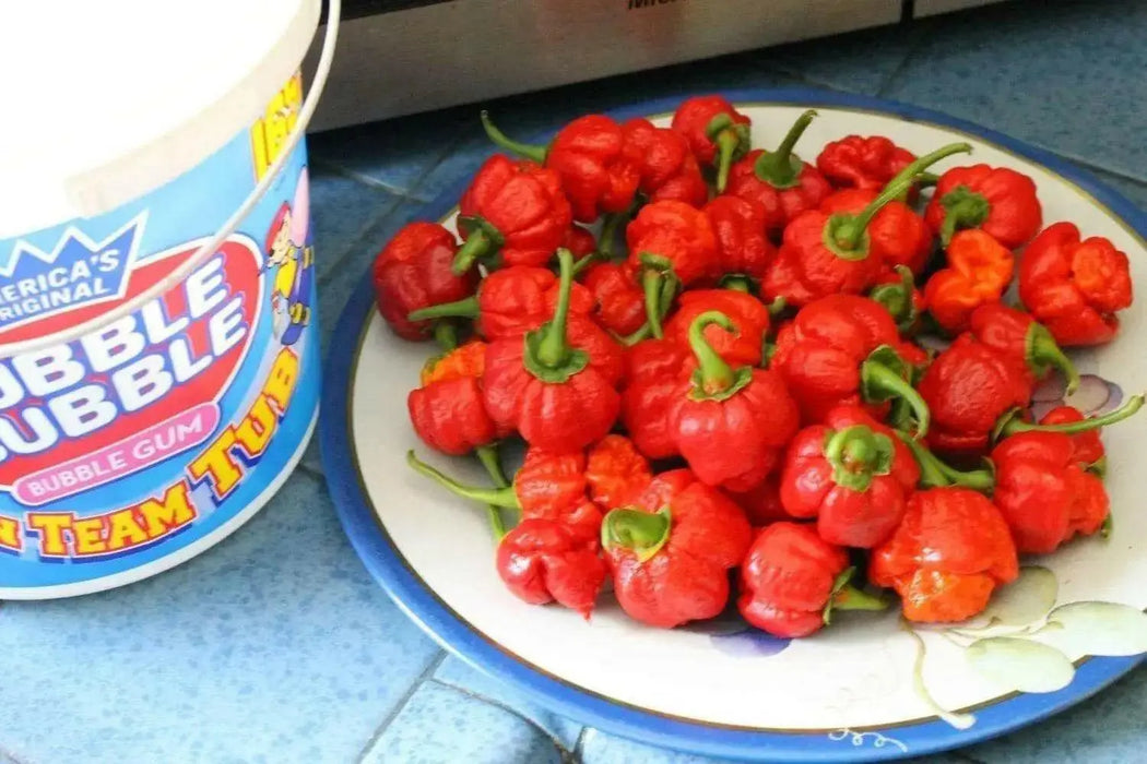 Pepper Seeds 7 Pod Bubblegum   ( Capsicum Chinense) Extremely hot - Caribbean garden seed