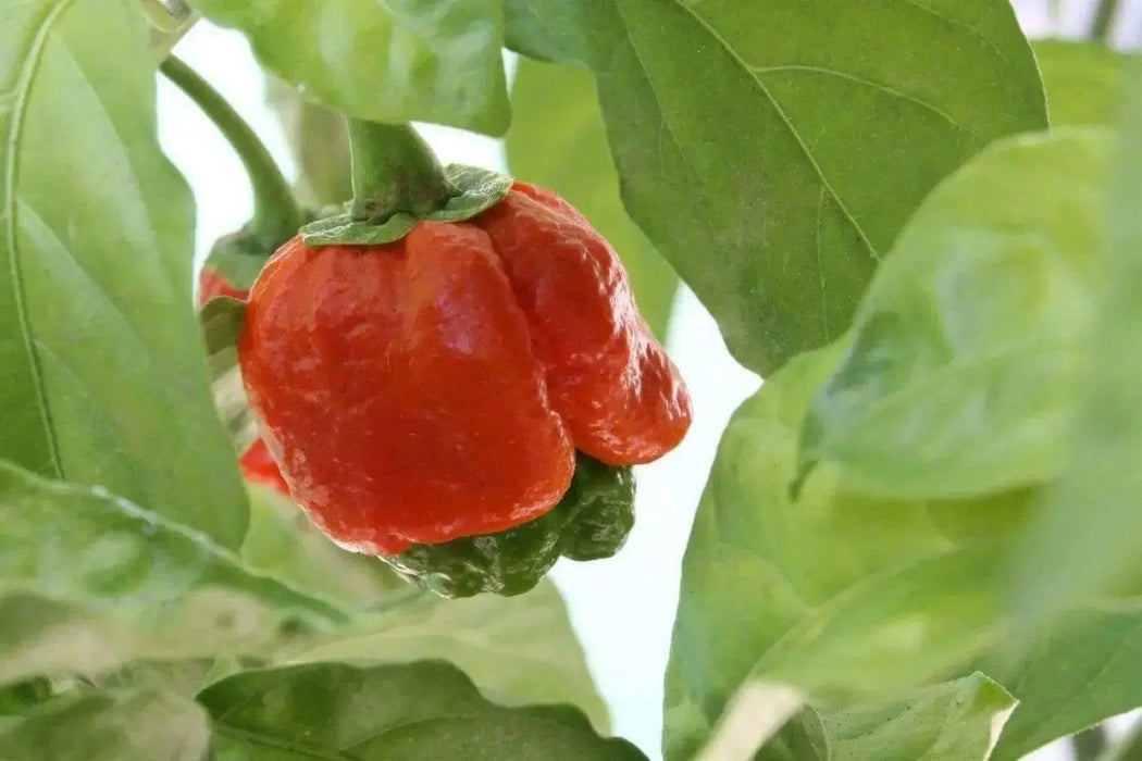 Pepper Seeds 7 Pod Bubblegum   ( Capsicum Chinense) Extremely hot - Caribbean garden seed