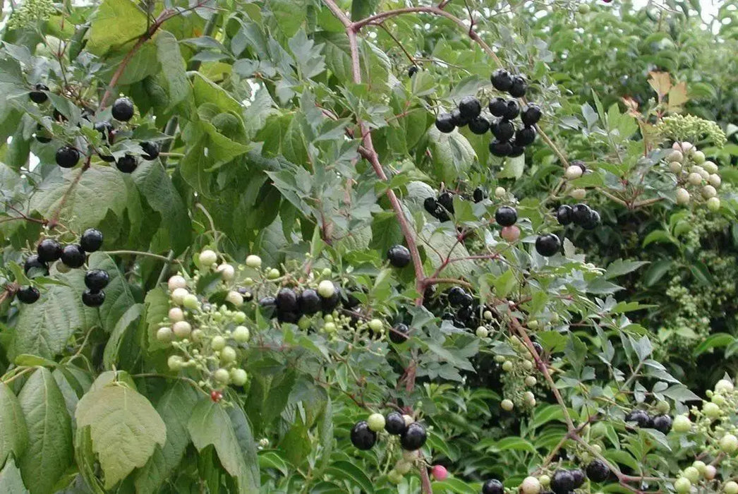 Peppervine Ampelopsis arborea Organic 10 Seeds,Organically Grown - Caribbean garden seed