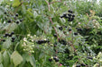 Peppervine Ampelopsis arborea Organic 10 Seeds,Organically Grown - Caribbean garden seed