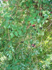 Peppervine Ampelopsis arborea Organic 10 Seeds,Organically Grown - Caribbean garden seed