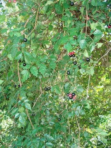 Peppervine Ampelopsis arborea Organic 10 Seeds,Organically Grown - Caribbean garden seed