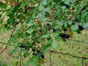 Peppervine Ampelopsis arborea Organic 10 Seeds,Organically Grown - Caribbean garden seed