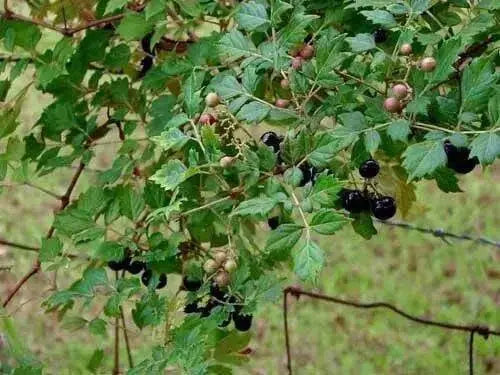 Peppervine Ampelopsis arborea Organic 10 Seeds,Organically Grown - Caribbean garden seed