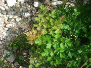 Peppervine Ampelopsis arborea Organic 10 Seeds,Organically Grown - Caribbean garden seed