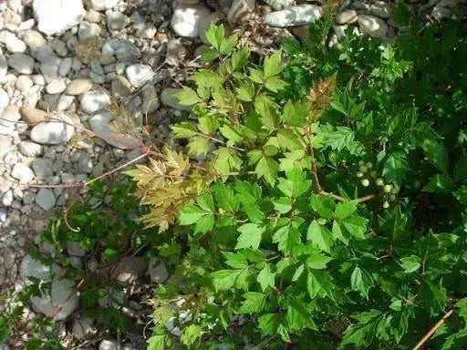 Peppervine Ampelopsis arborea Organic 10 Seeds,Organically Grown - Caribbean garden seed