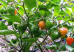 Pepper Seeds, Zambia hot Pepper, Open-pollinated Chili,Capsicum Annuum - Caribbean garden seed