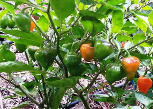 Pepper Seeds, Zambia hot Pepper, Open-pollinated Chili,Capsicum Annuum - Caribbean garden seed