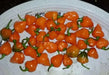 Pepper Seeds, Zambia hot Pepper, Open-pollinated Chili,Capsicum Annuum - Caribbean garden seed