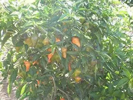 Pepper Seeds, Zambia hot Pepper, Open-pollinated Chili,Capsicum Annuum - Caribbean garden seed