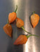 Pepper Seeds, Zambia hot Pepper, Open-pollinated Chili,Capsicum Annuum - Caribbean garden seed