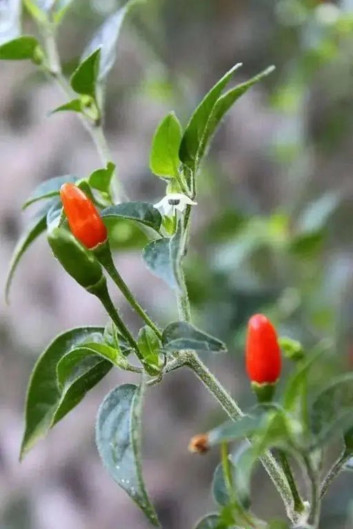 Pequin pepper Seeds (Capsicum Annum) VERY HOT, Heirloom chilli Pepper ! - Caribbean garden seed
