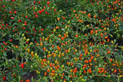Pequin pepper Seeds (Capsicum Annum) VERY HOT, Heirloom chilli Pepper ! - Caribbean garden seed