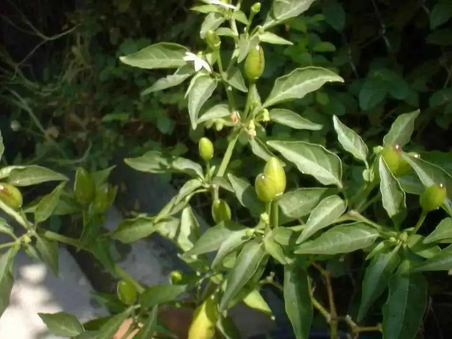 Pequin pepper Seeds (Capsicum Annum) VERY HOT, Heirloom chilli Pepper ! - Caribbean garden seed