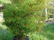 Pequin pepper Seeds (Capsicum Annum) VERY HOT, Heirloom chilli Pepper ! - Caribbean garden seed