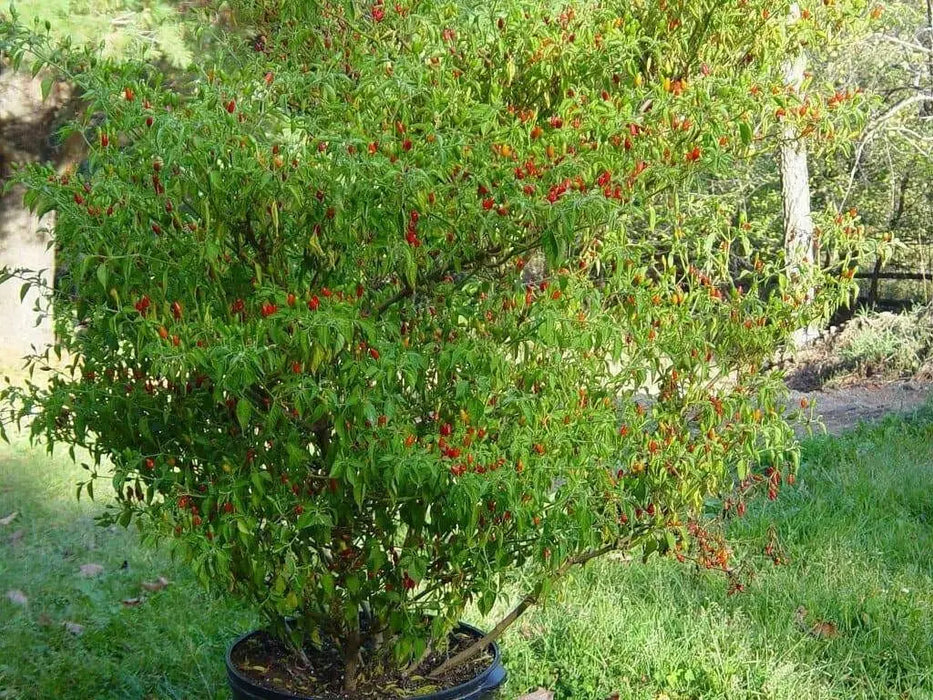 Pequin pepper Seeds (Capsicum Annum) VERY HOT, Heirloom chilli Pepper ! - Caribbean garden seed