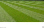 Perennial  RyeGrass- PURE SEEDS, Cover Crop- Grazing Use:Beef, Dairy,Sheep,.