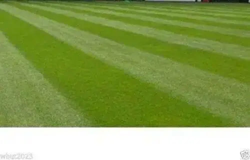 Perennial  RyeGrass- PURE SEEDS, Cover Crop- Grazing Use:Beef, Dairy,Sheep,.