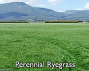 Perennial  RyeGrass- PURE SEEDS, Cover Crop- Grazing Use:Beef, Dairy,Sheep,.
