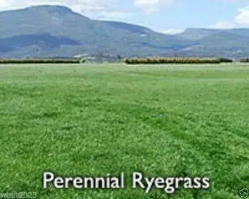 Perennial  RyeGrass- PURE SEEDS, Cover Crop- Grazing Use:Beef, Dairy,Sheep,.