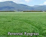 Perennial  RyeGrass- PURE SEEDS, Cover Crop- Grazing Use:Beef, Dairy,Sheep,.