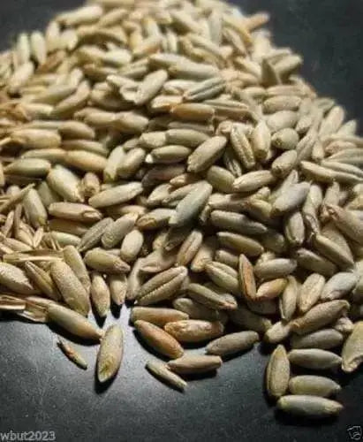 Perennial  RyeGrass- PURE SEEDS, Cover Crop- Grazing Use:Beef, Dairy,Sheep,.