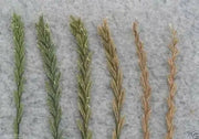 Perennial  RyeGrass- PURE SEEDS, Cover Crop- Grazing Use:Beef, Dairy,Sheep,.
