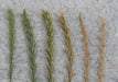 Perennial  RyeGrass- PURE SEEDS, Cover Crop- Grazing Use:Beef, Dairy,Sheep,.