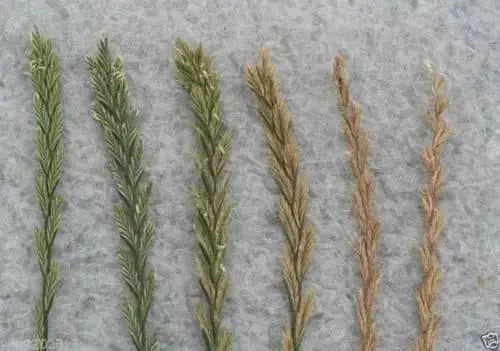 Perennial  RyeGrass- PURE SEEDS, Cover Crop- Grazing Use:Beef, Dairy,Sheep,.