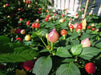 PEPPER Seeds Pimenta Barro,(Capsicum baccatum) Multi color - Caribbean garden seed