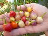 PEPPER Seeds Pimenta Barro,(Capsicum baccatum) Multi color - Caribbean garden seed