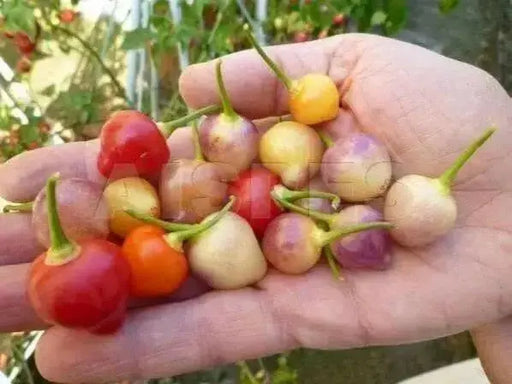 PEPPER Seeds Pimenta Barro,(Capsicum baccatum) Multi color - Caribbean garden seed