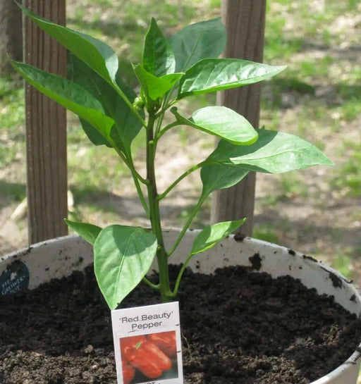 Pepper Seeds- Multi-Color- Capsicum annuum-Sweet Pepper - Caribbean garden seed